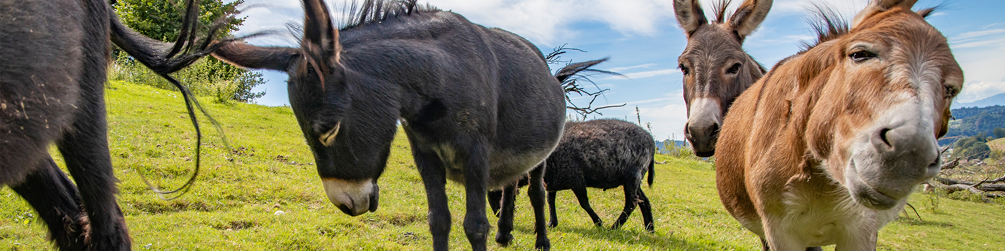 ProTier – Stiftung für Tierschutz und Ethik