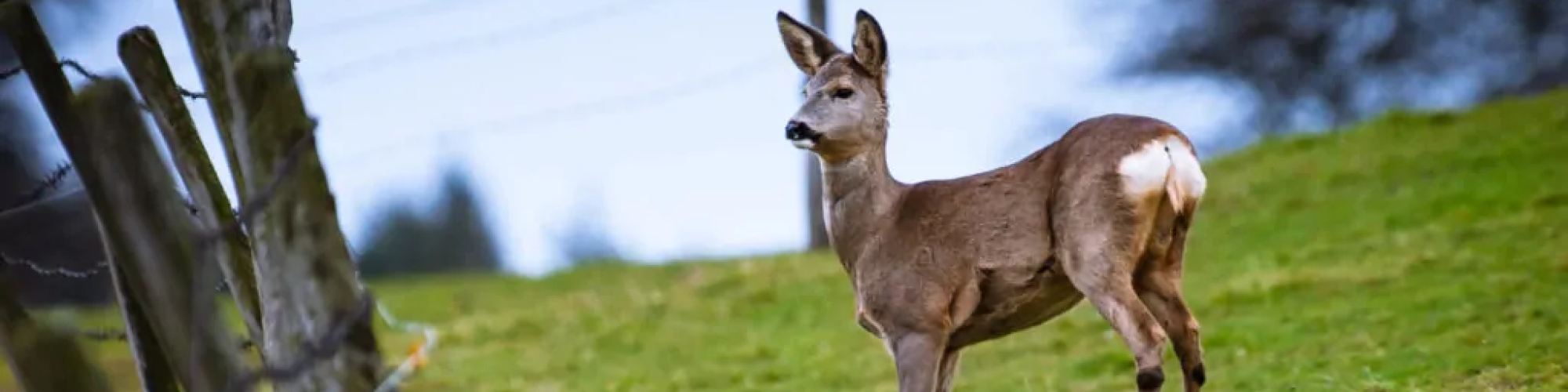 Schweizer Tierschutz STS