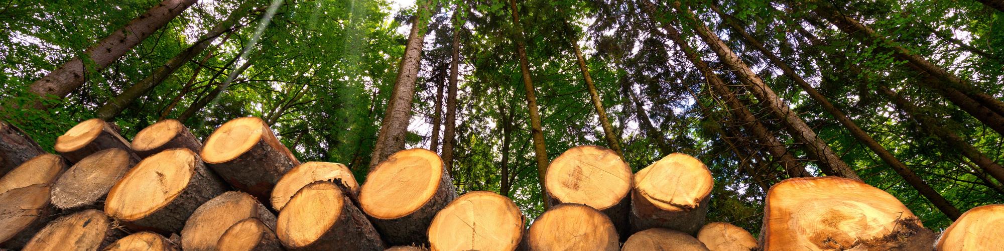 Timber Finance Management AG