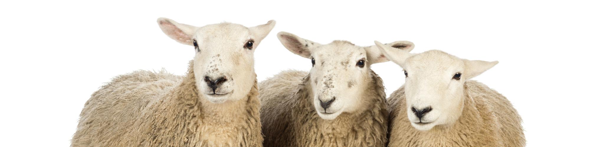 NEBTierschutz Stiftung