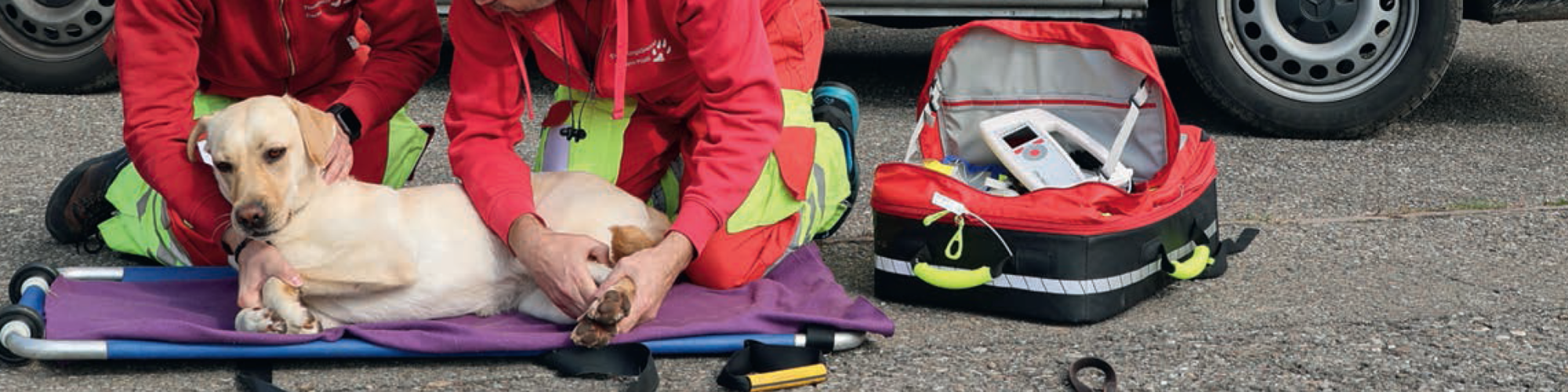Stiftung TierRettungsDienst