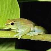 Frosch Regenwald