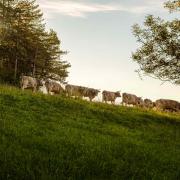 Kühe auf Berg in Abendstimmung - Demeter 
