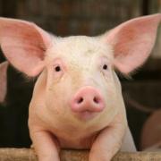 Schwein